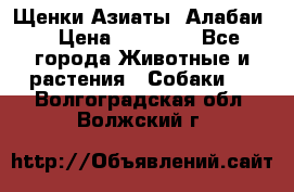 Щенки Азиаты (Алабаи) › Цена ­ 20 000 - Все города Животные и растения » Собаки   . Волгоградская обл.,Волжский г.